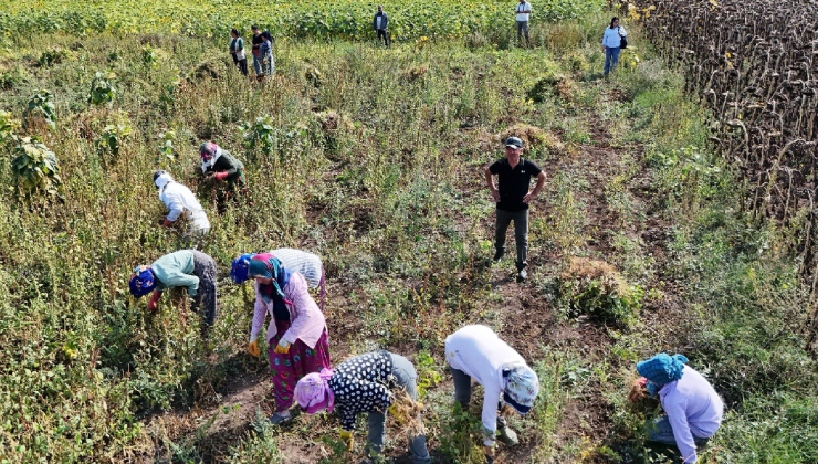 Belediye alım sözü verince sabahın ilk ışıklarıyla tarlaya koştular: Hasat başladı