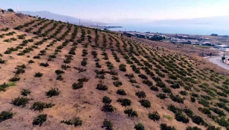 Bir kere ekiliyor her yıl hasat ediliyor: Türkiye'nin dört bir yanına kasa kasa satılıyor