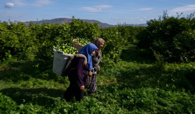 Daha sararmadan yeşilken toplanıyor, oteller peşine düşüyor: Dev hasat başladı