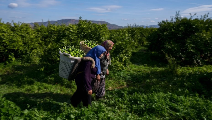 Daha sararmadan yeşilken toplanıyor, oteller peşine düşüyor: Dev hasat başladı