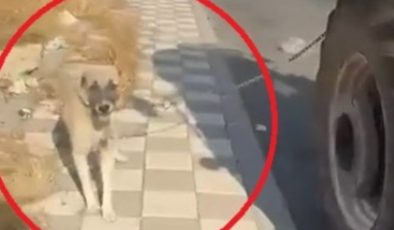 Diyarbakır’da tepki çeken görüntü: Köpeği traktöre iple bağlayıp koşturdu