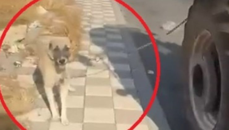 Diyarbakır’da tepki çeken görüntü: Köpeği traktöre iple bağlayıp koşturdu