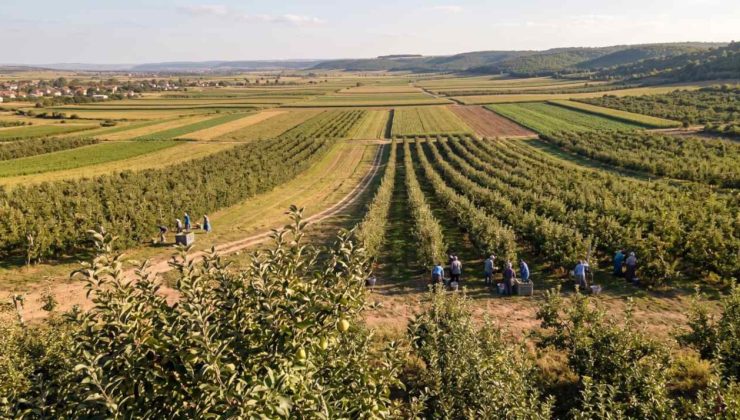 Dünyada sadece Sivas'ta yetişiyor: Bir kere eken bütün yıl rahat ediyor