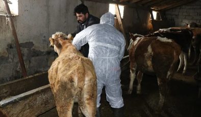 Ege ve İç Anadolu'da şap alarmı: Hayvan pazarlarına kilit vuruldu!