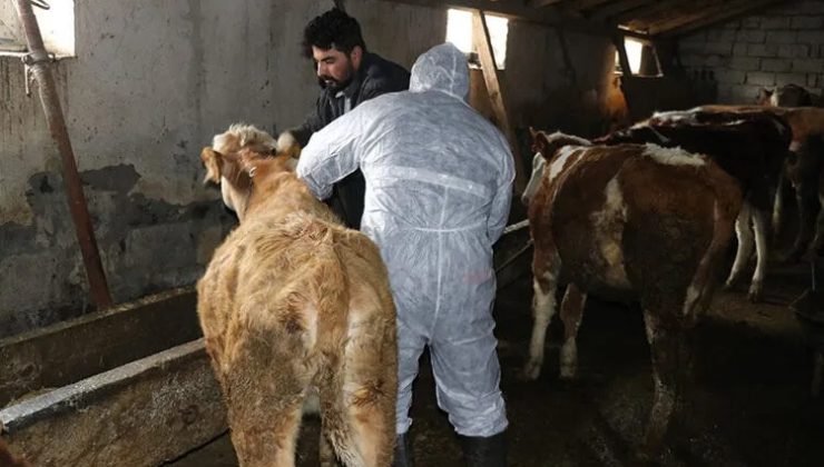 Ege ve İç Anadolu'da şap alarmı: Hayvan pazarlarına kilit vuruldu!