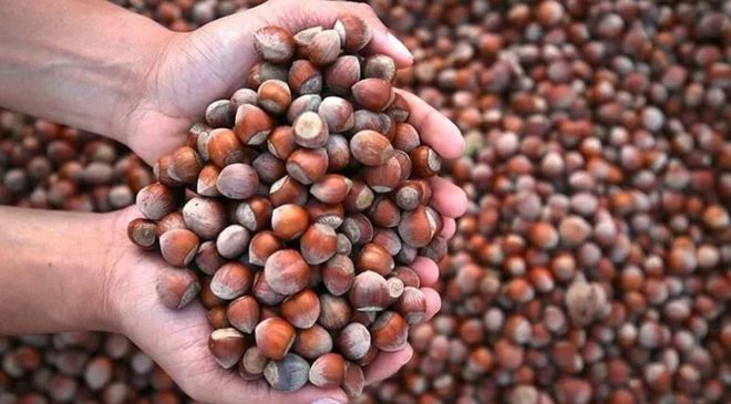 Fındıkta fiyat ve piyasa denetimi: Dört borsaya müfettiş görevlendirildi