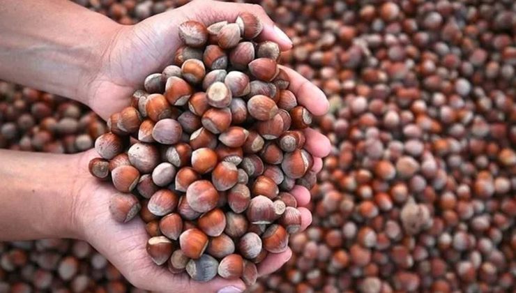 Fındıkta fiyat ve piyasa denetimi: Dört borsaya müfettiş görevlendirildi