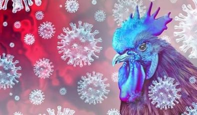 Güney Kıbrıs’ta kuş gribi alarmı: 4 kişi karantinaya alındı