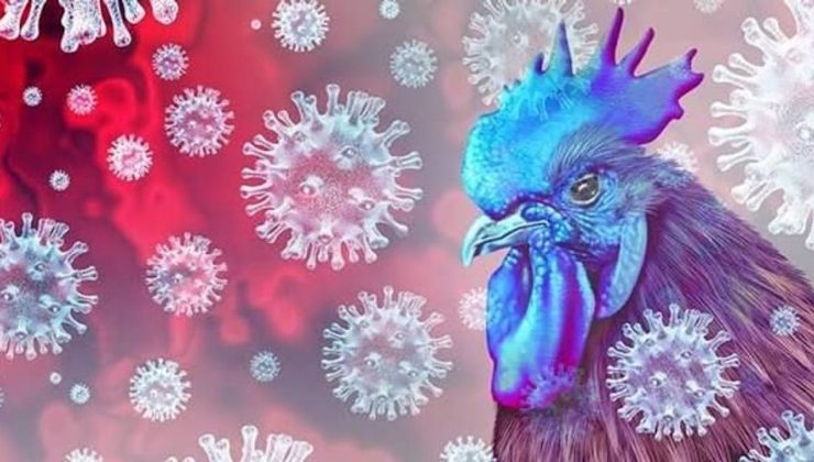 Güney Kıbrıs’ta kuş gribi alarmı: 4 kişi karantinaya alındı