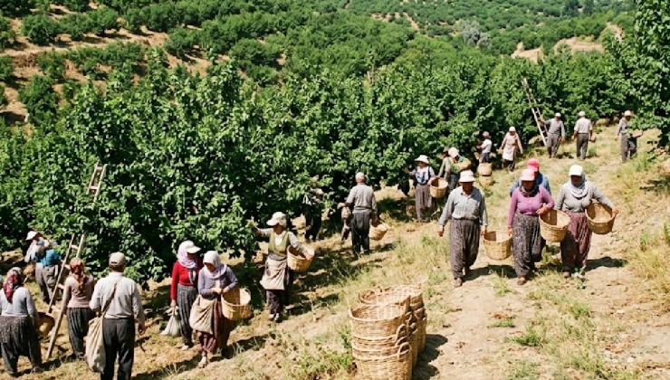 Hasat bitti fiyat uçtu: 4 liralık ürün 60 liraya satılıyor