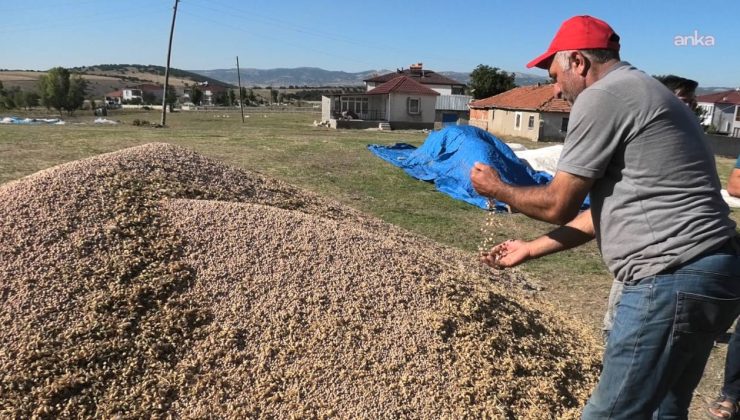 Hasat sonrası çiftçiler için bir daha ekmeyin uyarısı yapıldı