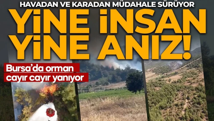  insan, yine anız! Bursa’da orman yangını