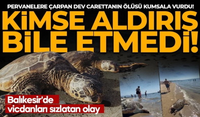 Pervanelere çarpan dev carettanın ölüsü kumsala vurdu! Kimse aldırış etmeden deniz keyfine devam etti