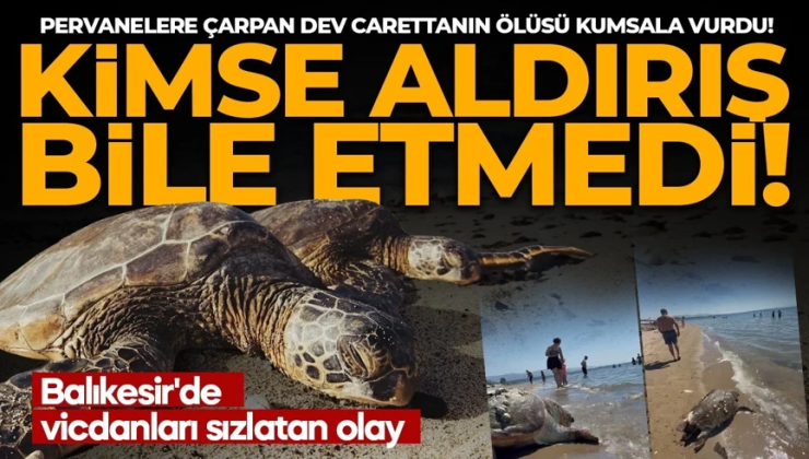 Pervanelere çarpan dev carettanın ölüsü kumsala vurdu! Kimse aldırış etmeden deniz keyfine devam etti
