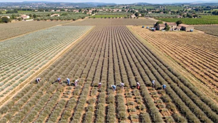 İnternetten gördü eşiyle köşeyi döndü: 4. kez hasat ediyor, siparişlere yetişemiyor