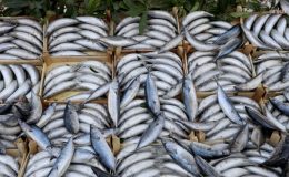 İstanbul'da palamut bereketi