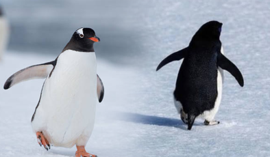 Okyanusların çehresi değişiyor: Penguenler yok olacak