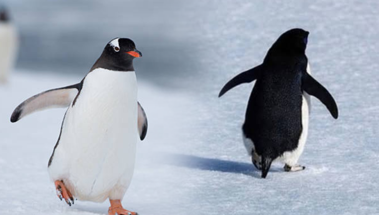 Okyanusların çehresi değişiyor: Penguenler yok olacak