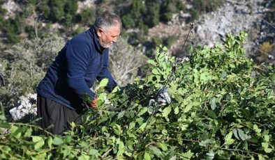 Ormanda bedava toplanıyor, kilosu 400 liraya satılıyor: Çinliler yana yakıla peşine düştü