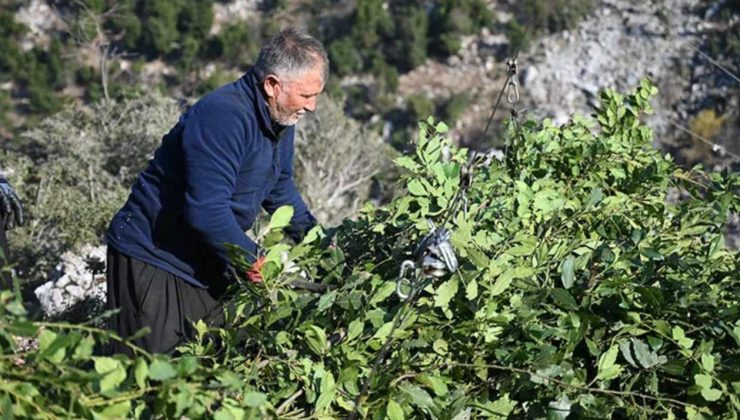 Ormanda bedava toplanıyor, kilosu 400 liraya satılıyor: Çinliler yana yakıla peşine düştü