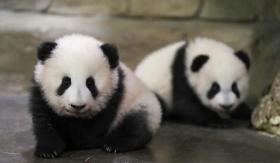 Panda diplomasisi geri döndü: Birkaç gün içinde ulaşacaklar