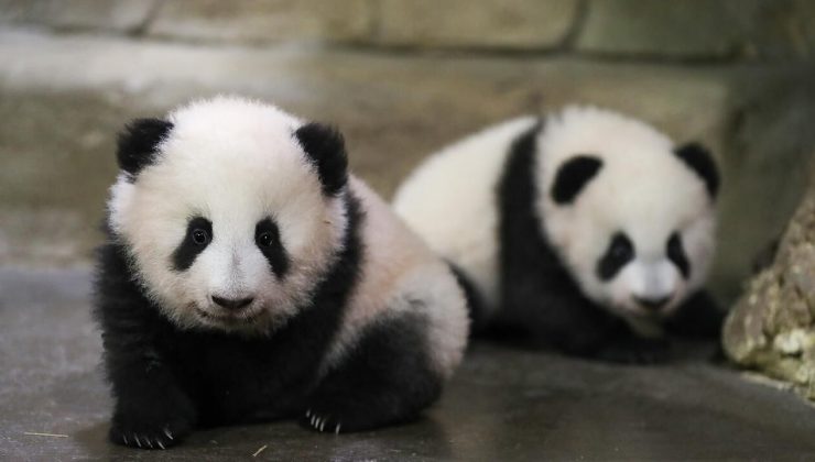 Panda diplomasisi geri döndü: Birkaç gün içinde ulaşacaklar