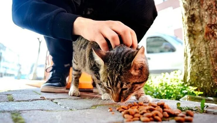 Resmi açıklama geldi: Bu şehirde hayvanların sokaklarda beslenmesi yasaklandı