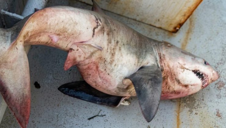 Saros'ta ağları toplayan balıkçılar orkinos sandı! Tekneden 65 kiloluk köpek balığı çıktı
