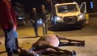 Şiddete maruz kalan hayvan sokak ortasında yere yığıldı: Vicdansızlığın bu kadarı