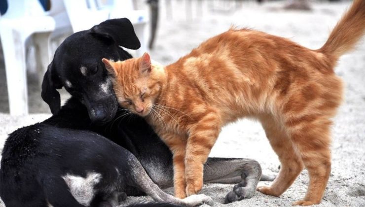 Sokaklarda yaşayan kedi ve köpekleri beslemek de yasaklandı! Bu resmen toplumun vicdanına müdahale