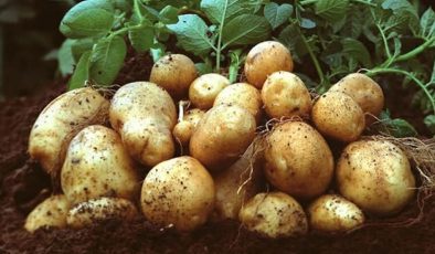 Sonbahar patates beyanları için son tarih 15 Ekim
