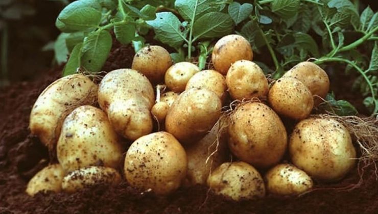 Sonbahar patates beyanları için son tarih 15 Ekim