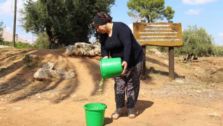 Tarihi topraklarda hasat bolluğu: Bu sezon 'Var yılı' ilan edildi