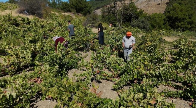 Tarladan 60 liraya çıktı, markette 200 liraya satılıyor