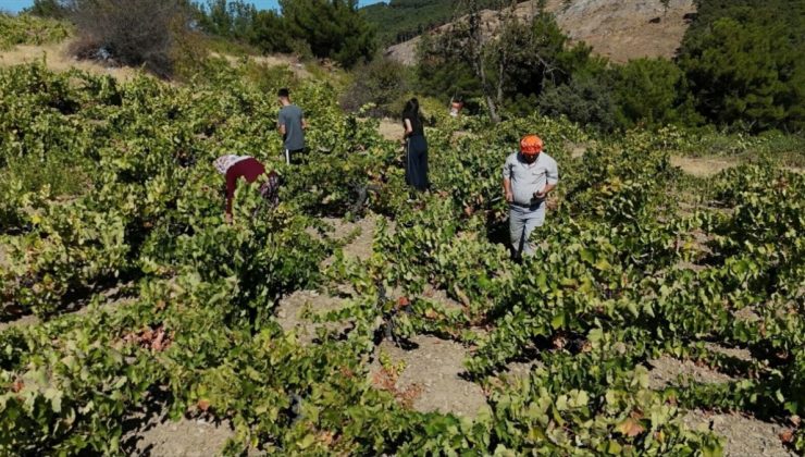 Tarladan 60 liraya çıktı, markette 200 liraya satılıyor