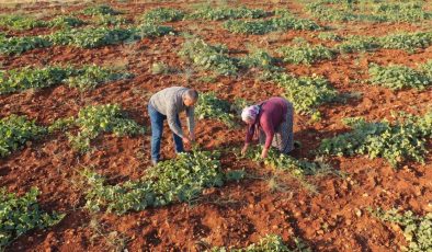Tarlayı hiç sulamadan hasat ediliyor: 'Çıtır Cemile'yi eken paraya para demiyor