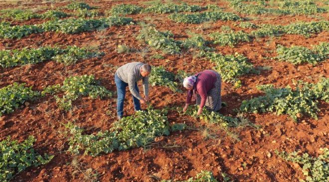 Tarlayı hiç sulamadan hasat ediliyor: 'Çıtır Cemile'yi eken paraya para demiyor