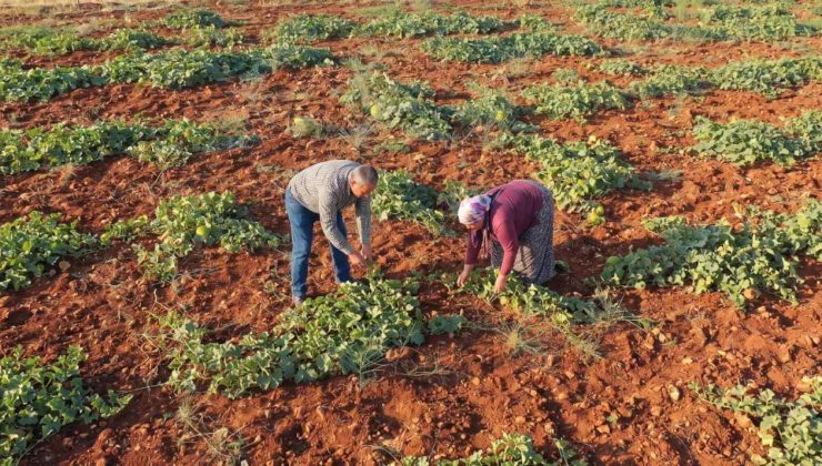 Tarlayı hiç sulamadan hasat ediliyor: 'Çıtır Cemile'yi eken paraya para demiyor