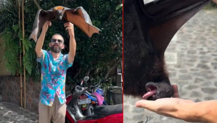 Türk Youtuber'ı en tehlikeli yarasa ısırdı: Herkesi COVID-19 korkusu sardı