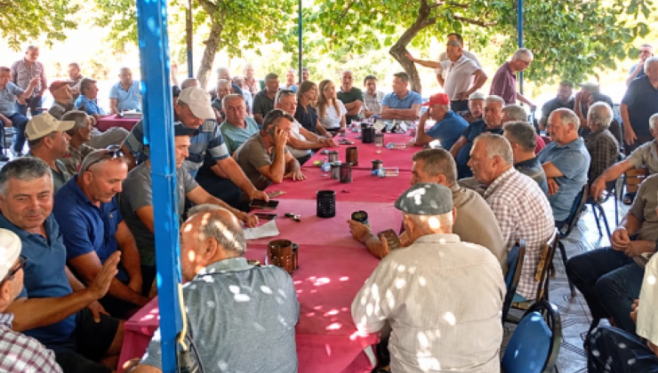 Üreticiler karar aldı, ürünler dalda kaldı: 10 gün boyunca toplanmayacak