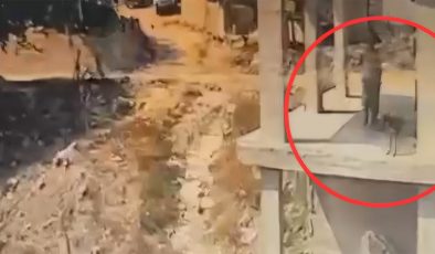 Vicdansızlığın da bu kadarı! İnşaatta uyuyan köpeğe sopayla saldırdı