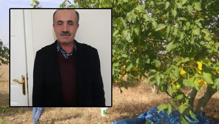Ceviz toplamak için çıktığı ağaçtan düşüp öldü