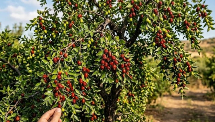 Çinlilerin gözdesi Türkiye’de tezgâhlara düştü: Kilosu 300 lira