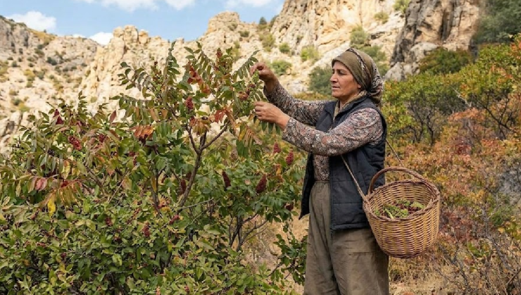Dağlardan toplanıp kilogramı 500 liraya satılıyor: Ne ekiliyor ne biçiliyor