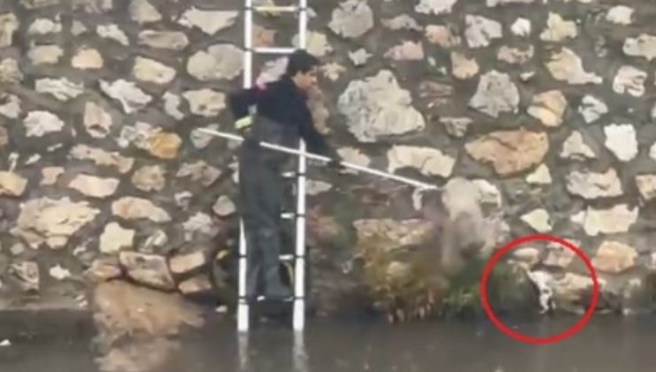 Gemlik'teki minik kedinin mucize kurtarılışı kamerada!