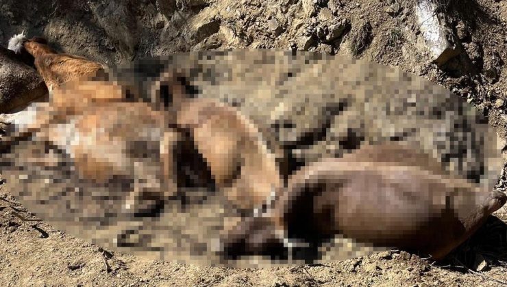 Sivas'ta 16 büyükbaş, 2 metre yükseklikten düşerek öldü