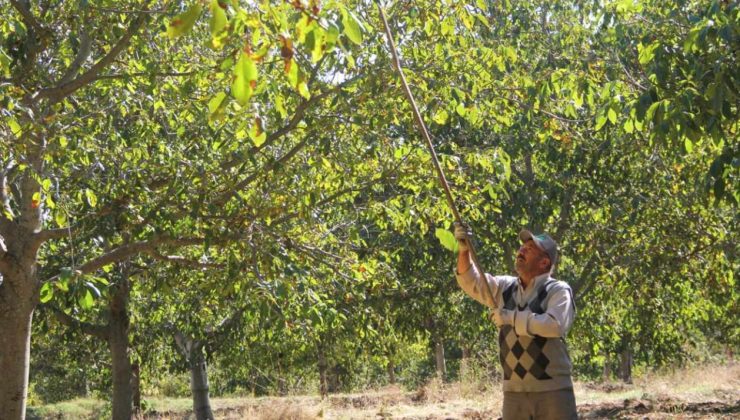 Tarlaya giren çiftçi mutlu çıktı: Geçen yıl don vurdu, bu yıl hasadı rekor kıracak